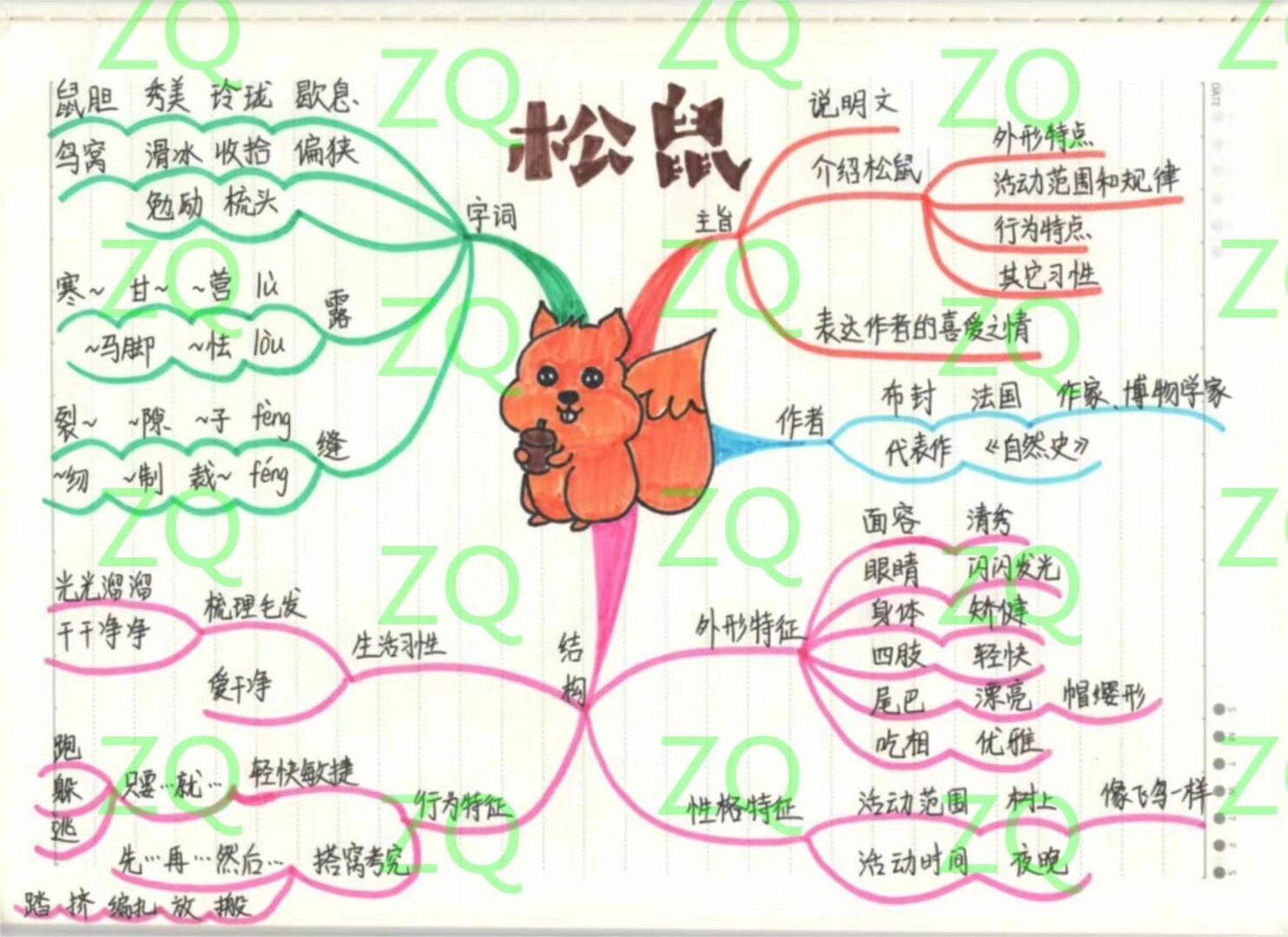 17课松鼠的思维导图图片