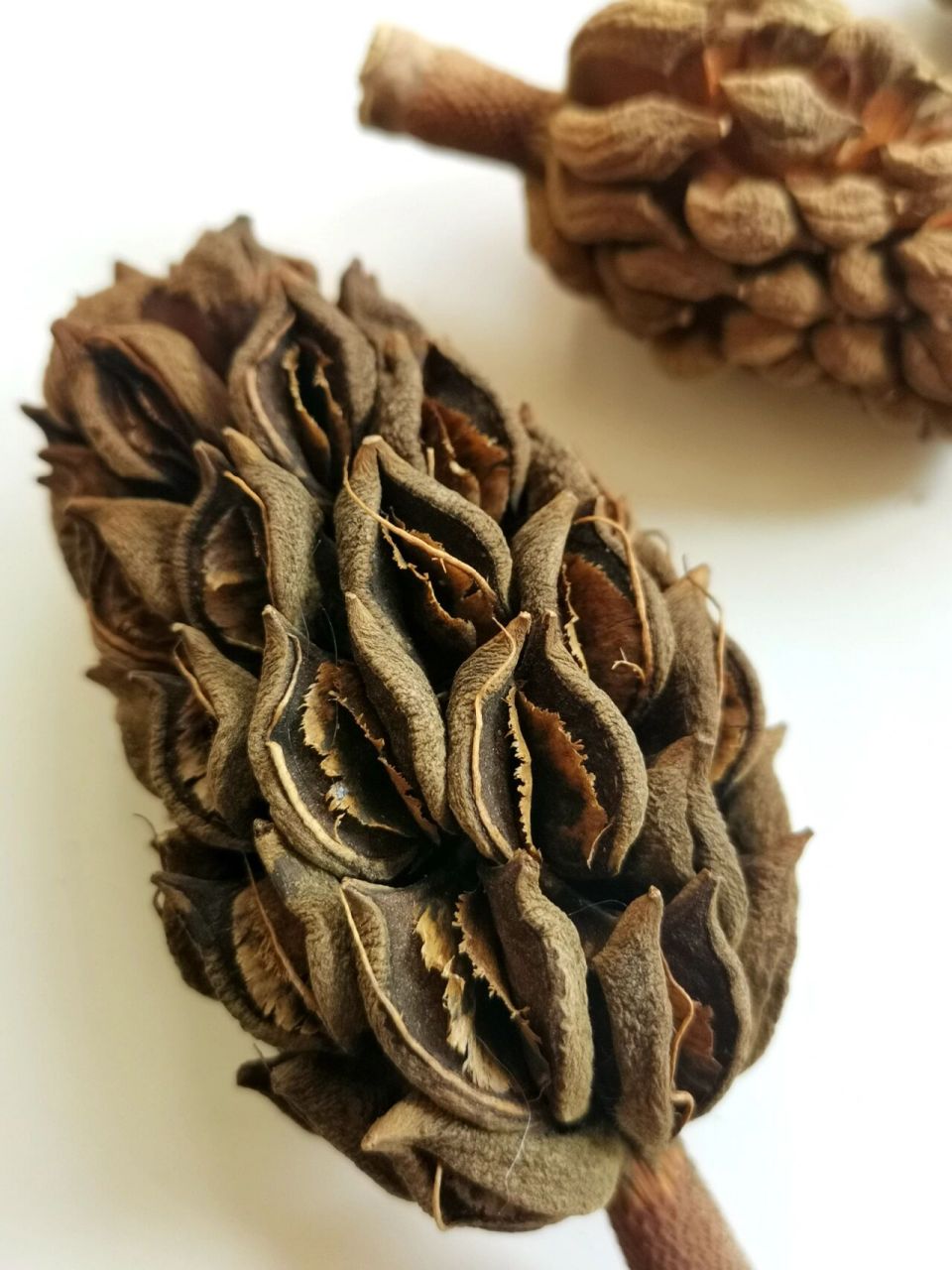 植物分享|奇异种子(五) 中文学名:广玉兰 是不是很多人第一次见觉得它