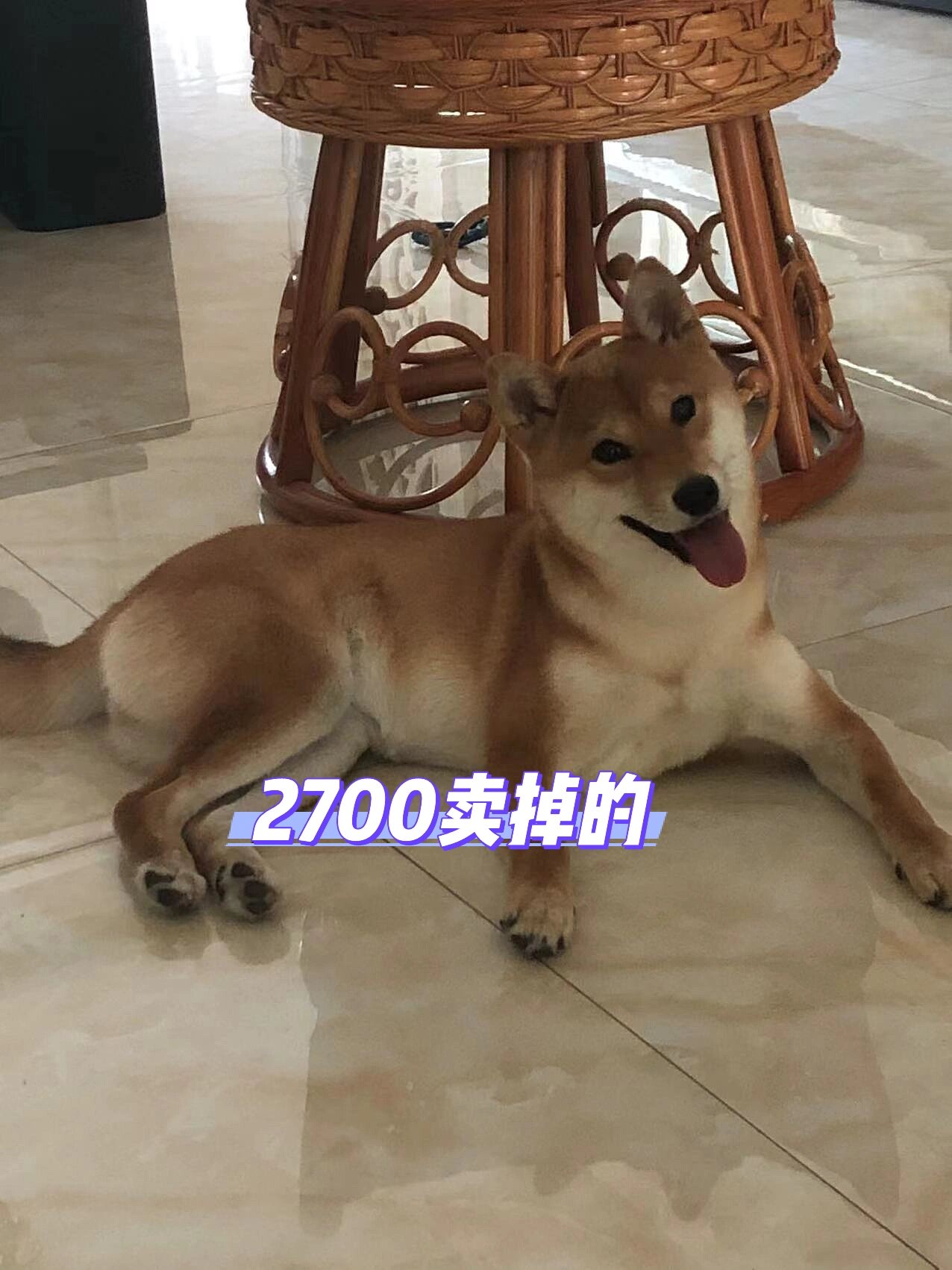 柴犬价格和图片图片