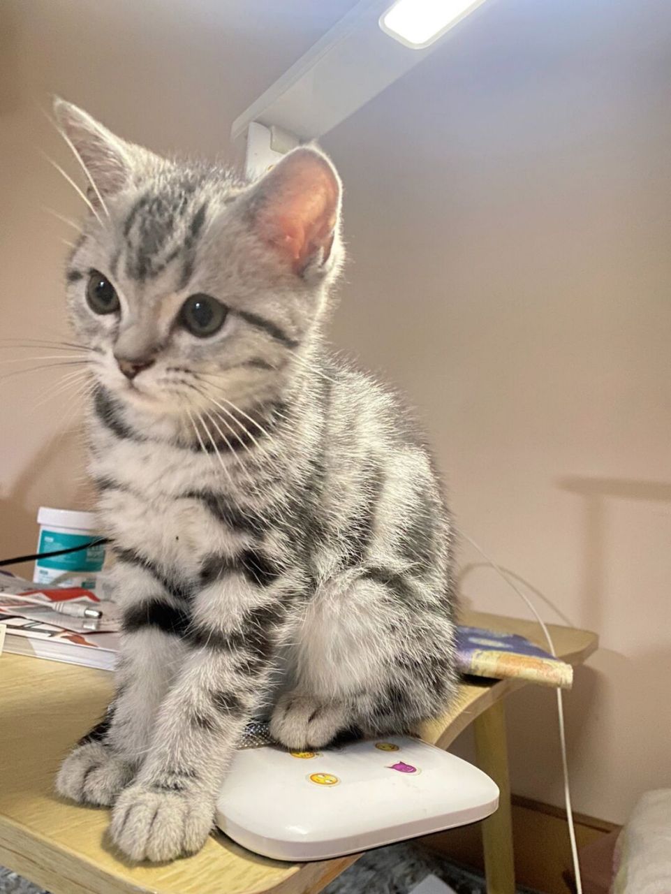 美短颜值天花板近期照片 她像个帅气男娃99指粘人爹宝女熊哈哈