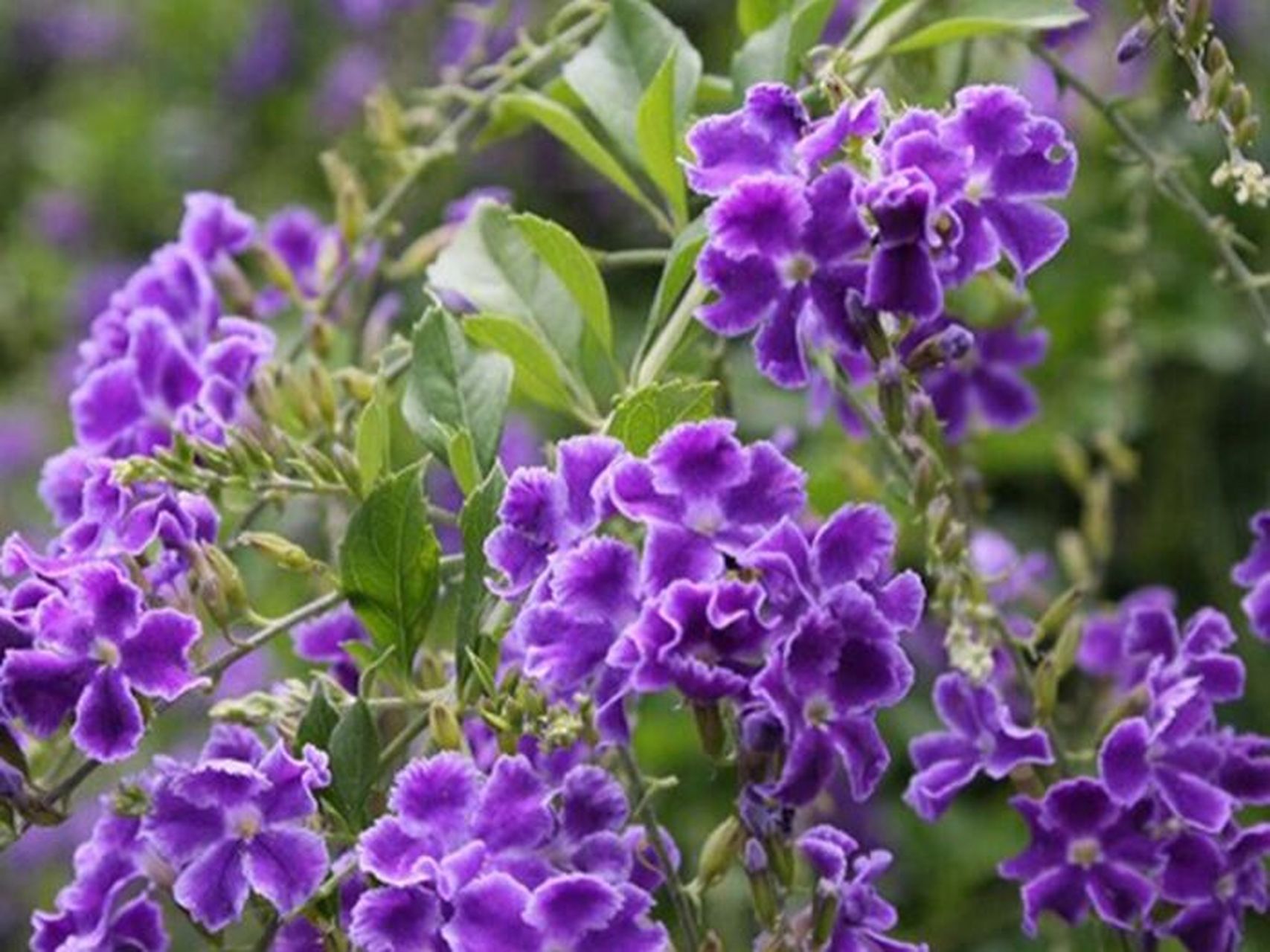 每日一花|蕾丝金露花 蕾丝金露花:马鞭草科金露花属下的一个种.