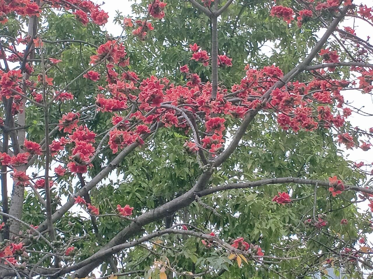 广州市花图片