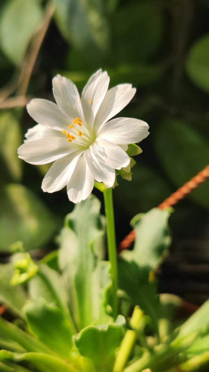 随手一拍美丽的花朵  这白色的小花叫露薇花,小花不大,但只要长出一个