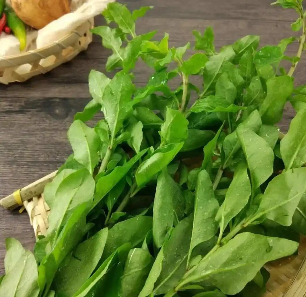 野菜类:枸杞叶 异名:甜菜,枸杞尖,枸杞苗,枸杞菜,枸杞头 基原:为茄科