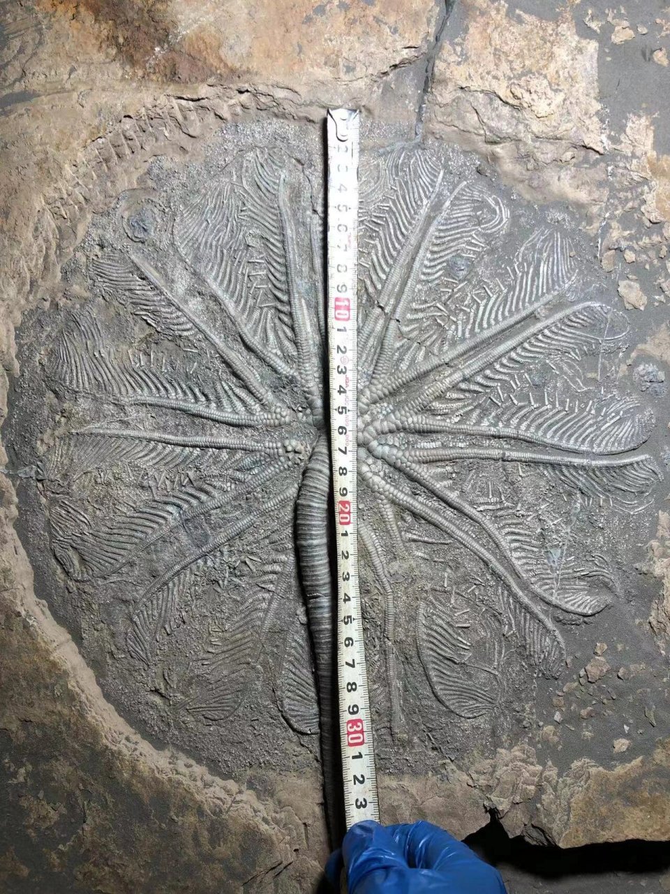 贵州关岭创孔海百合化石 贵州关岭创孔海百合化石,距今2亿年前的