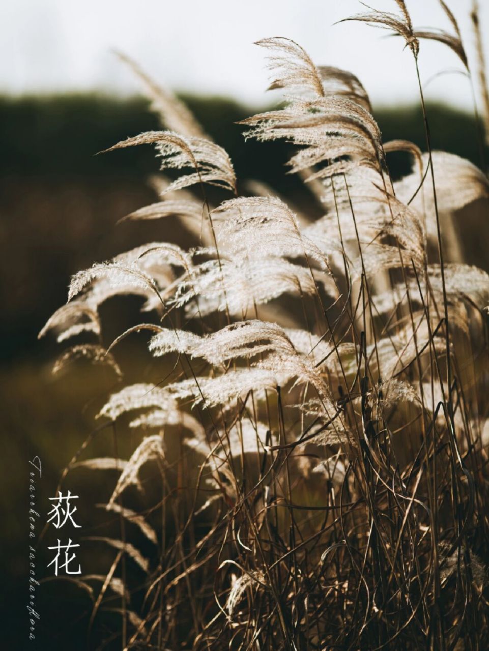 枫叶荻花秋瑟瑟图片图片