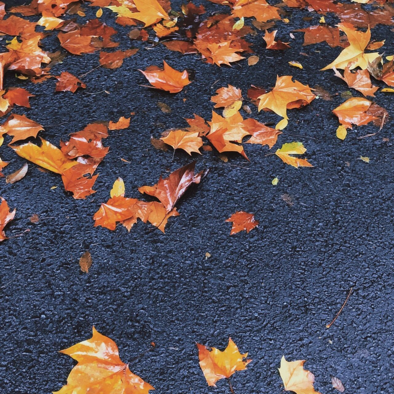 雨后满地落叶拍照真的太美了!