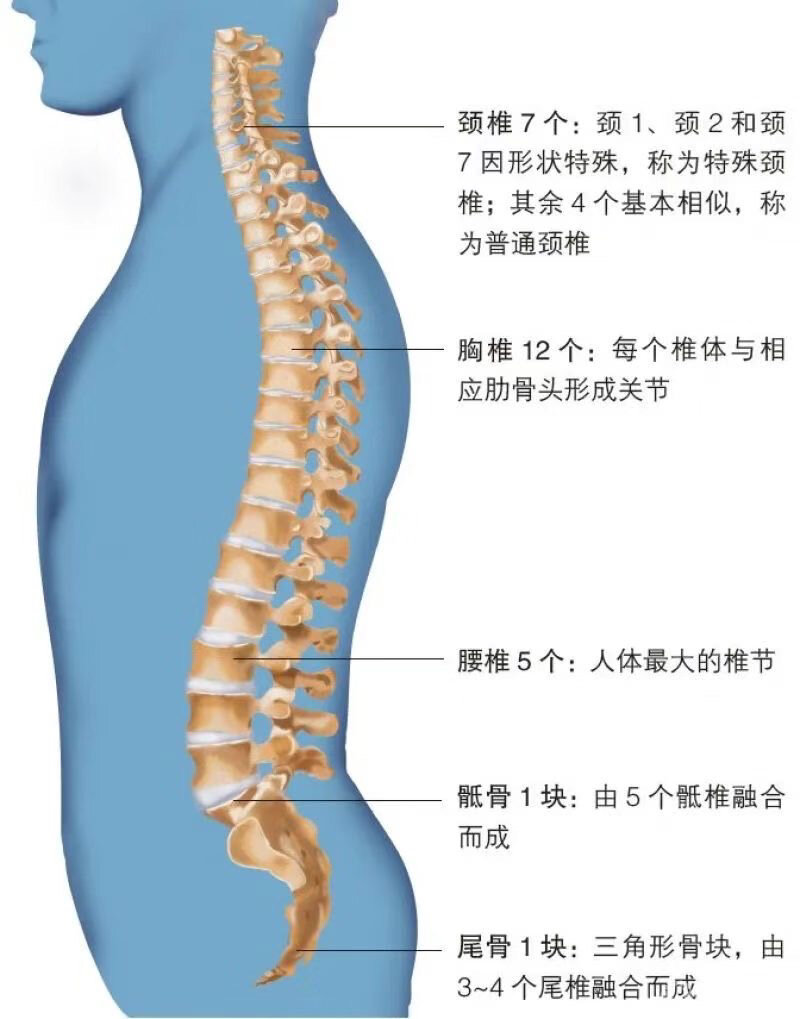 脊柱生理弯曲的意义