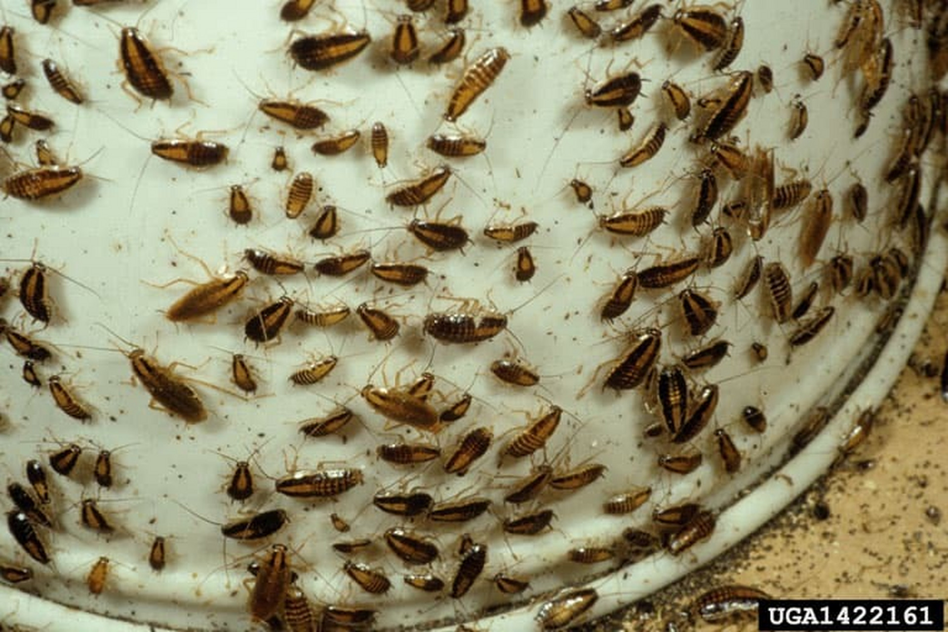 德国小蠊 德国小蠊是人们在家中发现的最常见的蟑螂比起其他栖息地,