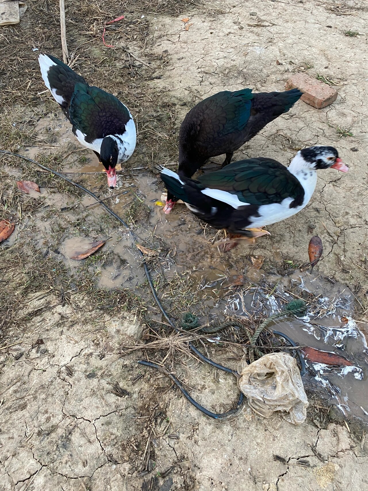 黑白色鸭子 现在鸭子的颜色都各色各样了