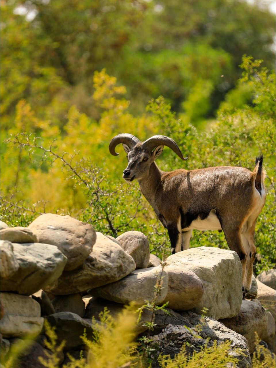 美丽的贺兰山岩羊,这片土地最灵性的生物 在美丽的银川贺兰山东麓, 有