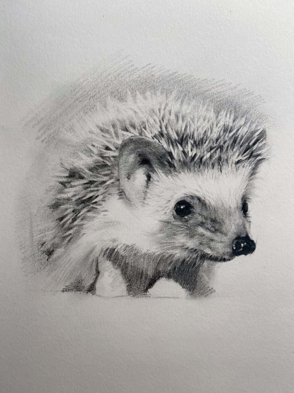 动物素描-小刺猬 及一些绘画步骤 刺猬的难点主要在刺的表现 区分出