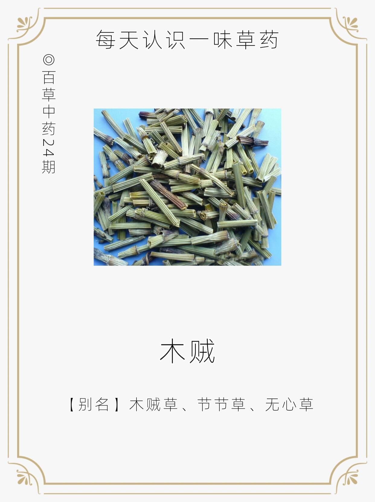 每天认识一味草药24期解表药之木贼