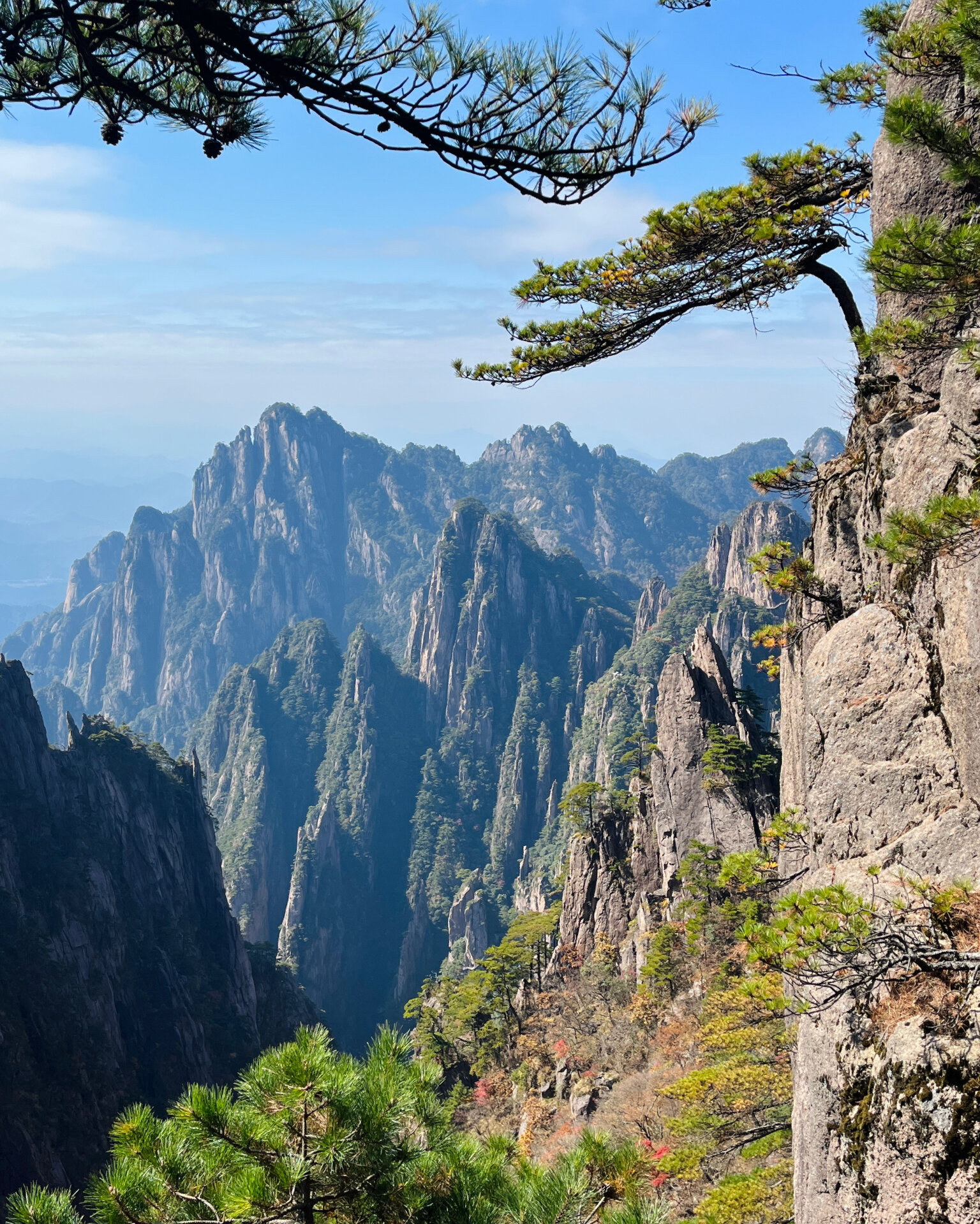 最美的松树在黄山的悬崖峭壁上