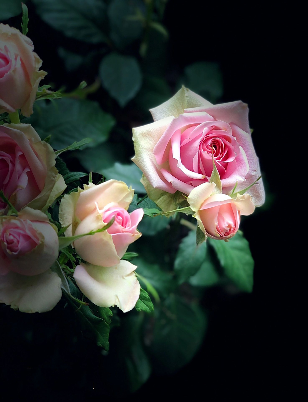 月季·新星 新星是一款较小众的月季,复古款的花型在这个流行欧式风的