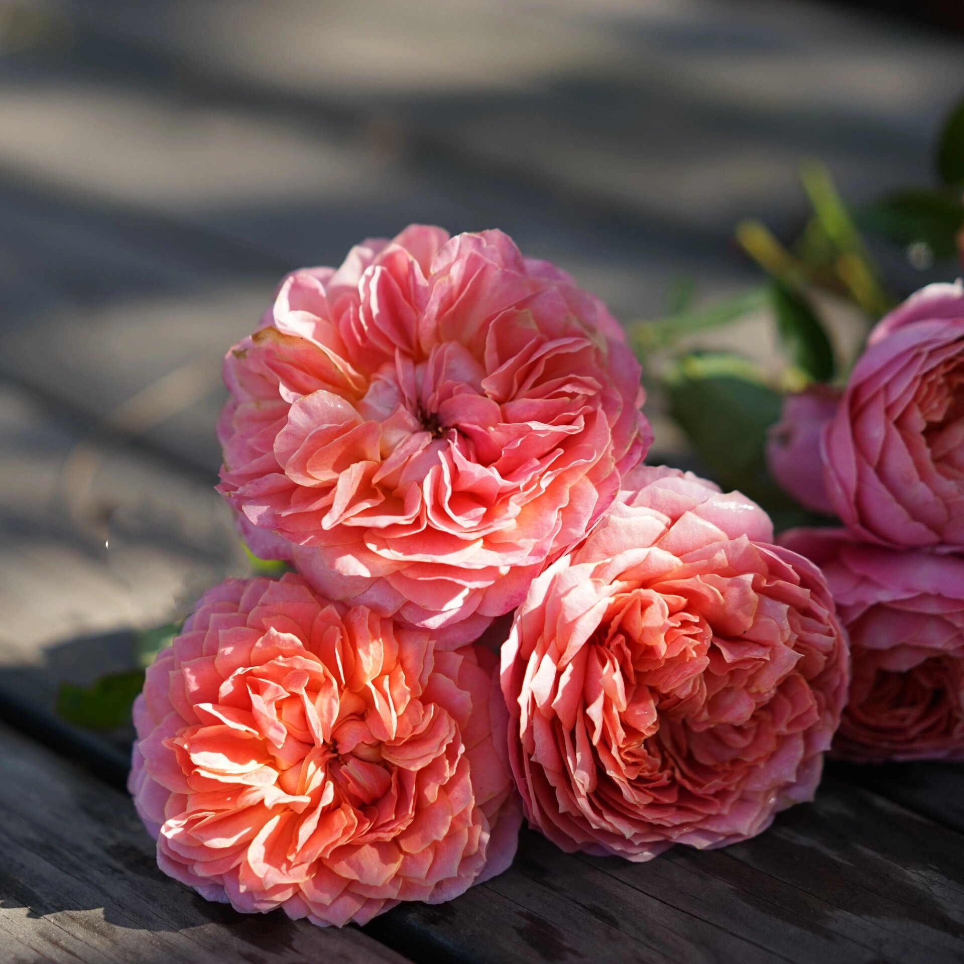 粉色月季2661566615:浪漫古董 浪漫古董 romantic antike