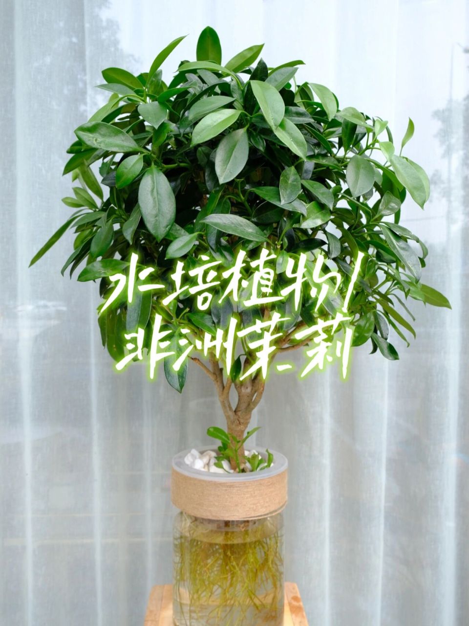 hug|水培植物-非洲茉莉 95非洲茉莉株形丰满,有碧绿青翠的革质叶,花