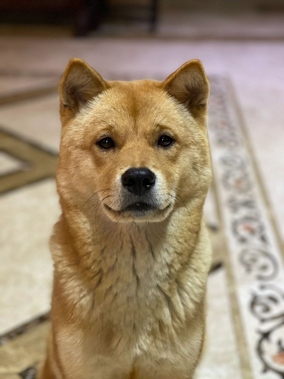 好清秀好标志的大黄狗 看到镜头就皱眉的小狗狗一枚