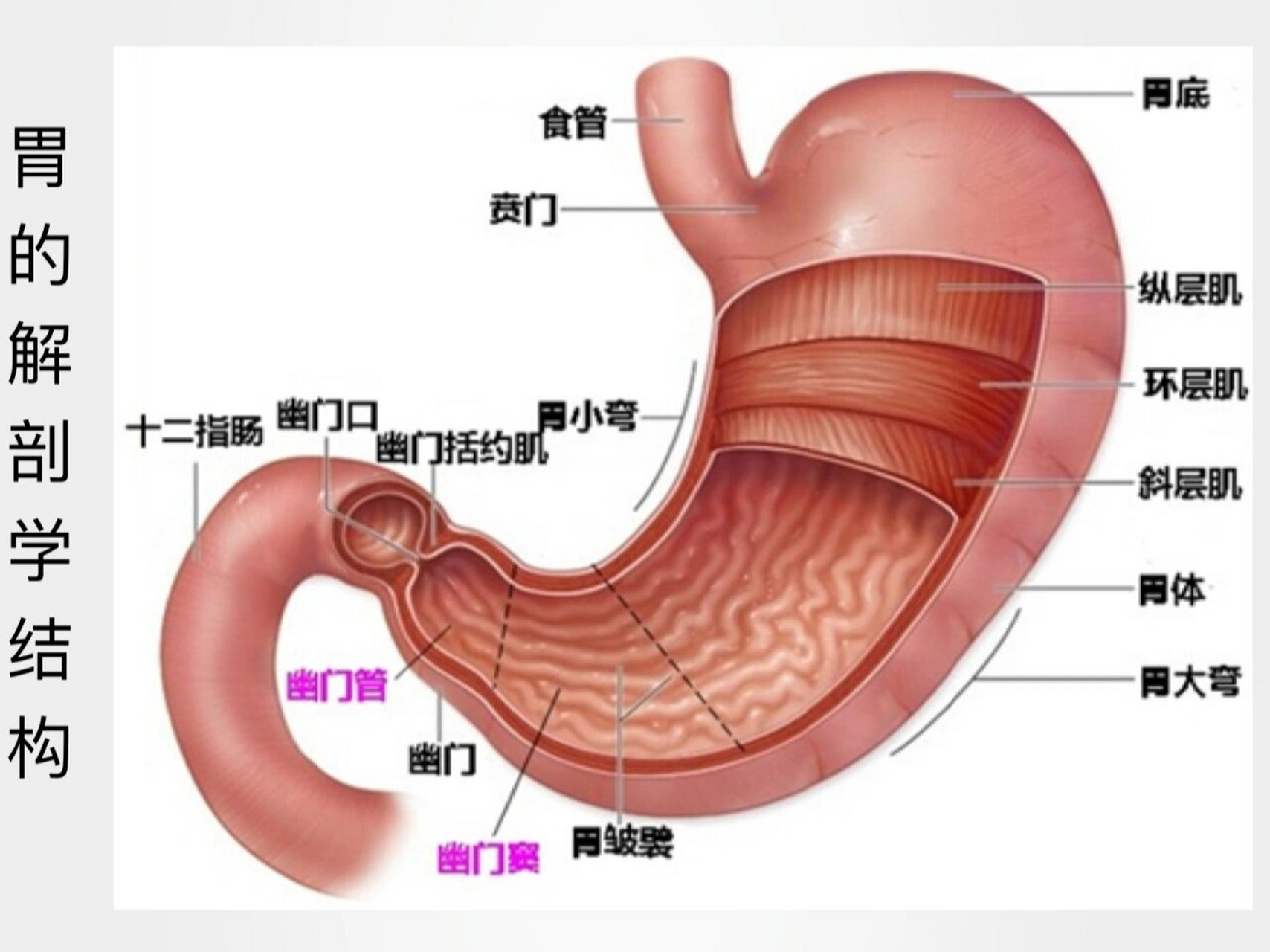 胃部血管解剖图详细图图片