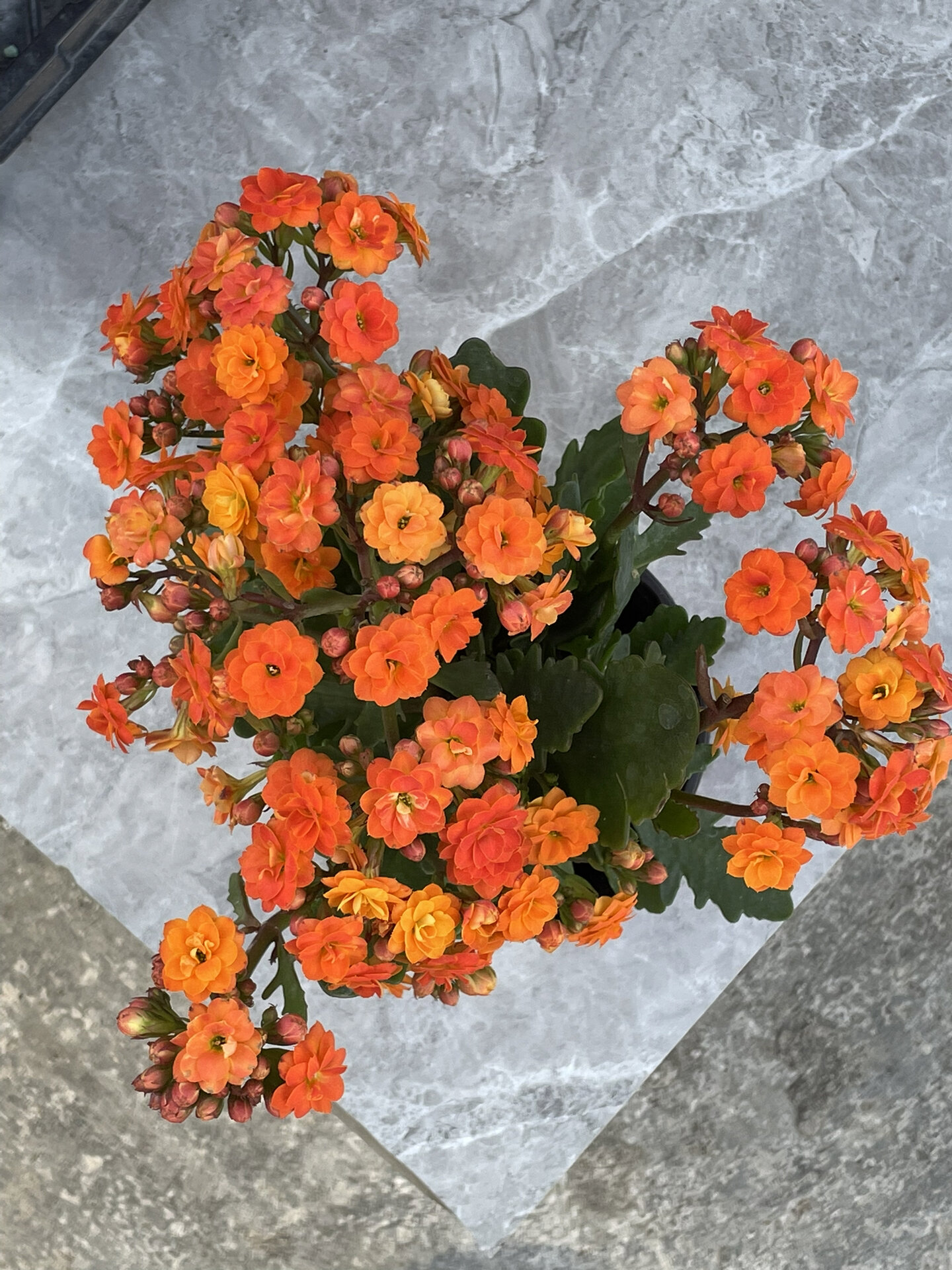 长寿花:索尔丹.