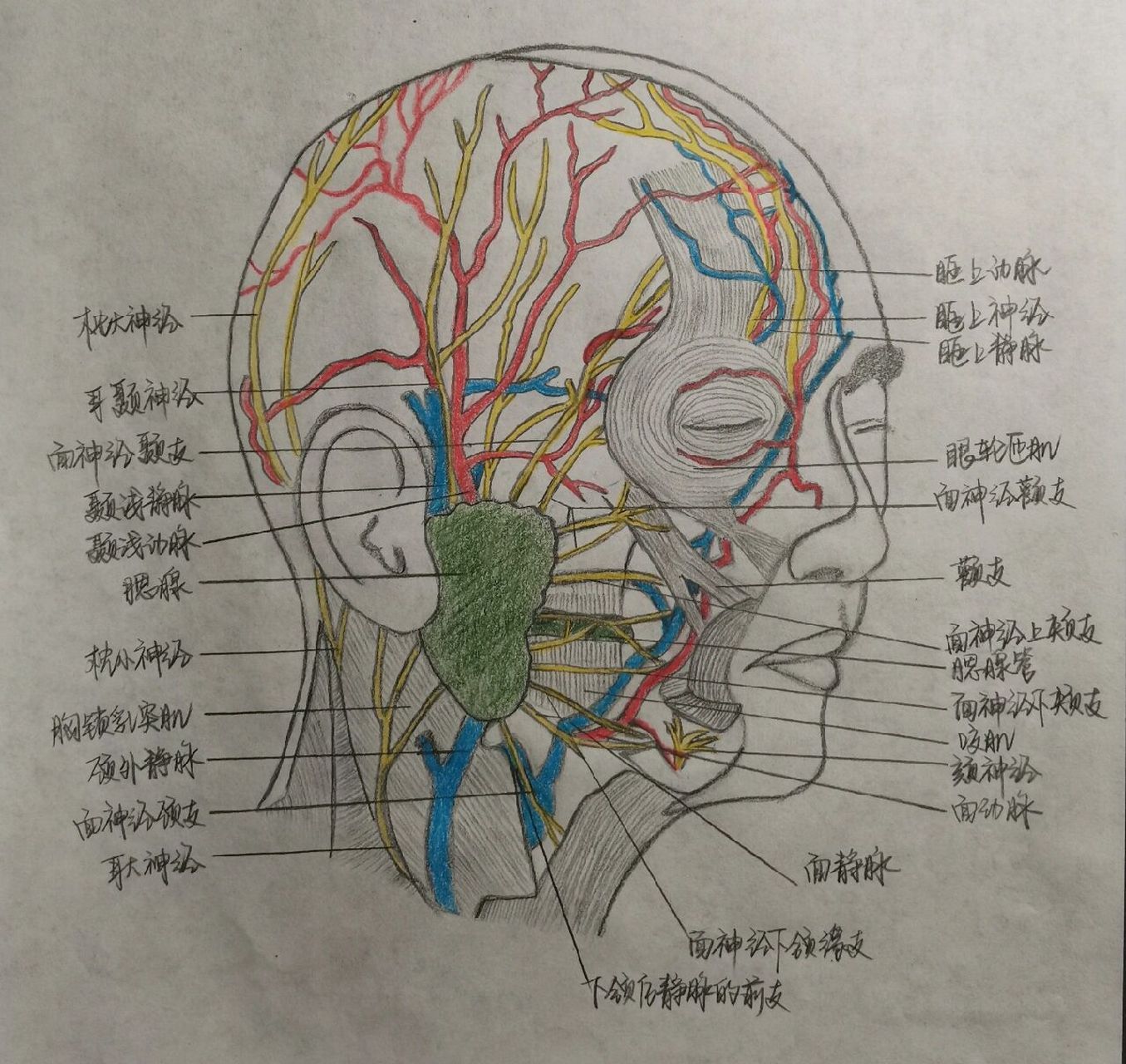 口腔解剖图手绘图片