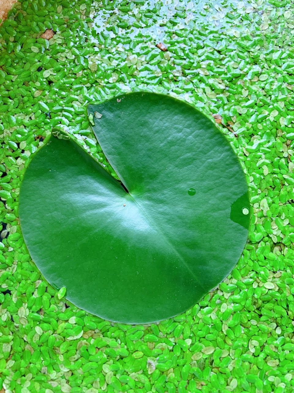 浮萍你知道哪些 97随波逐流尽浮生,天涯何处不飘萍 97 诗词赏花