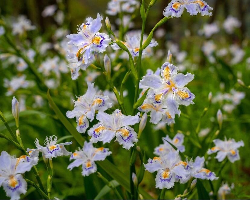 16| 蝴蝶花 iris japonica •蝴蝶花(学名:iris japonica)是鸢尾科