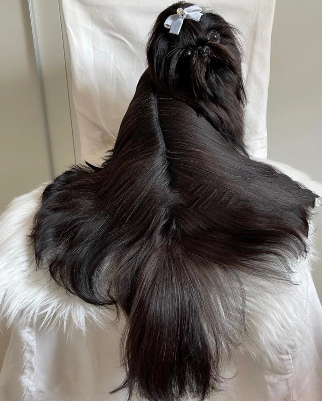 纯黑色西施——西施犬颜色科普3 这样黑色的西施 是你喜欢的嘛?