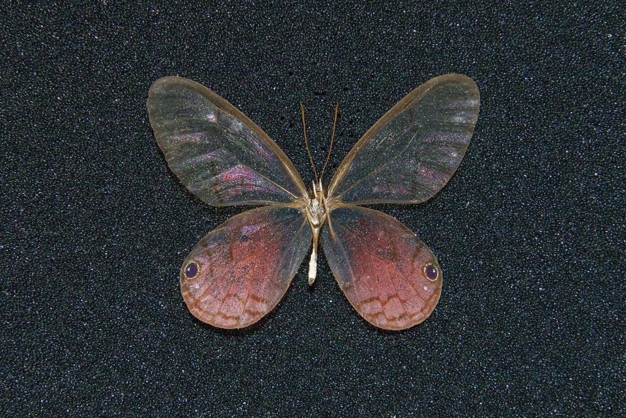 【apatura的标本收藏——玫瑰绡眼蝶】 产于南美洲的小眼蝶,翅膀为