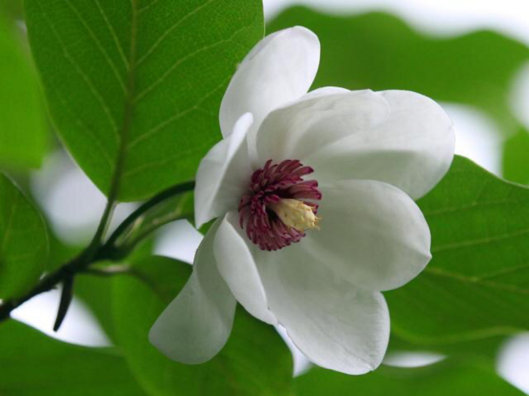 每日一花|天女木兰 天女木兰:木兰科,木兰属落叶小乔木,高可达10米,叶