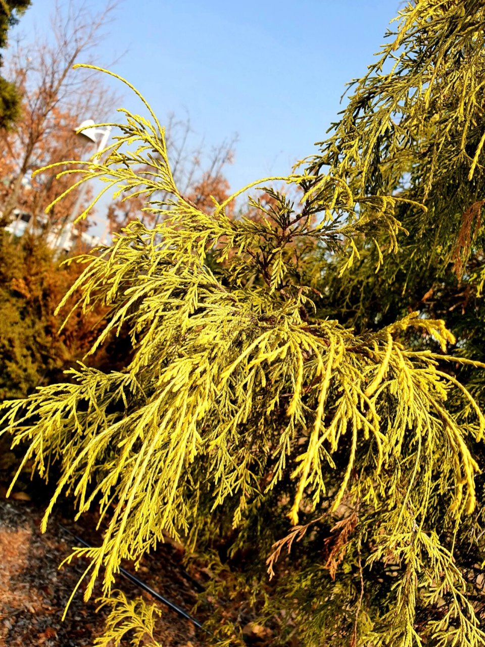 线柏 细长枝条垂下来,淡黄绿色好清新  神奇植物在哪里1