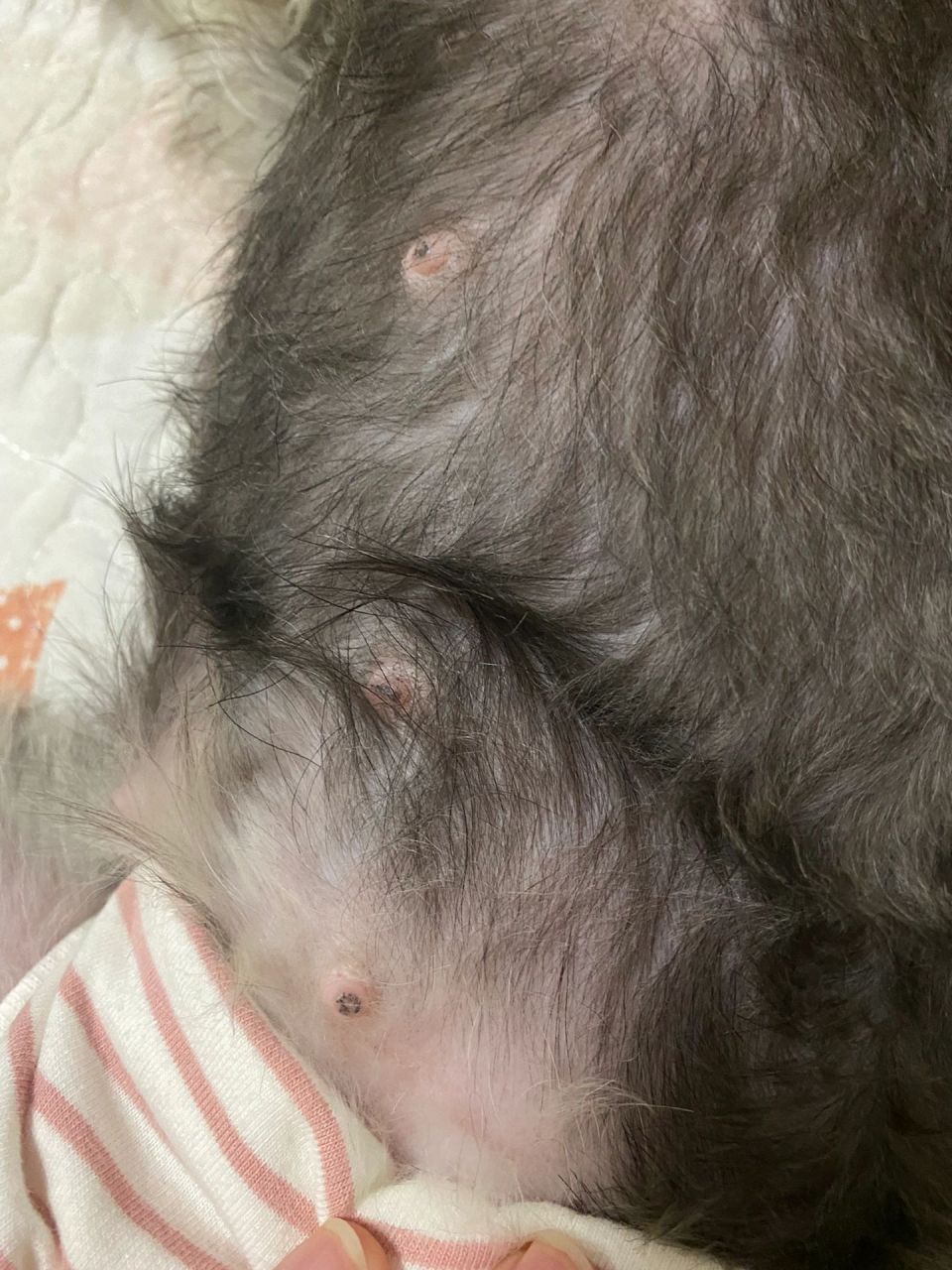 我家狗子第一次来月经,到今天已经14天了,乳头从经前就有慢慢变大的