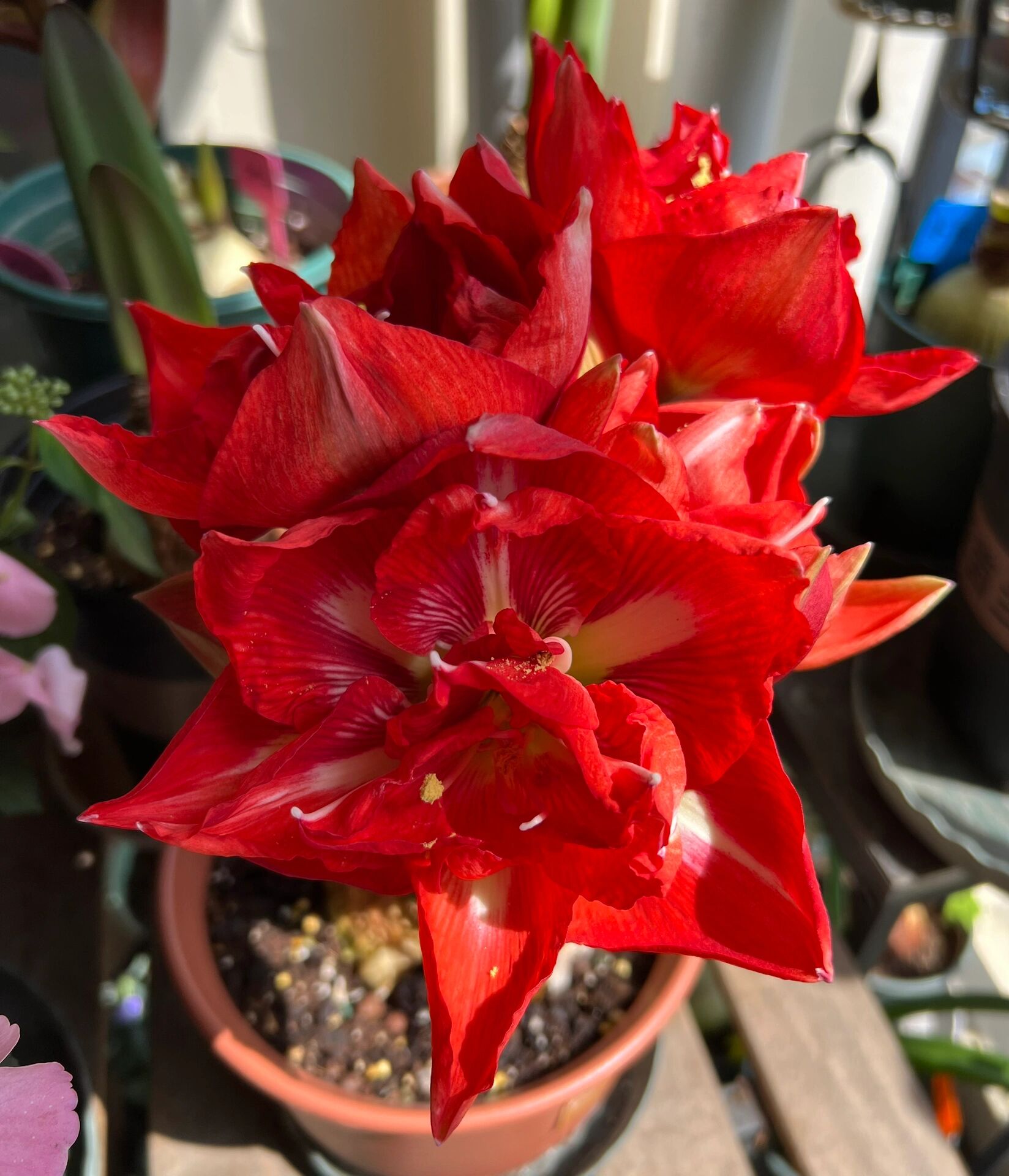 朱顶红|快乐妮芙/幸福女神  13. 快乐妮芙/幸福女神. 重瓣.