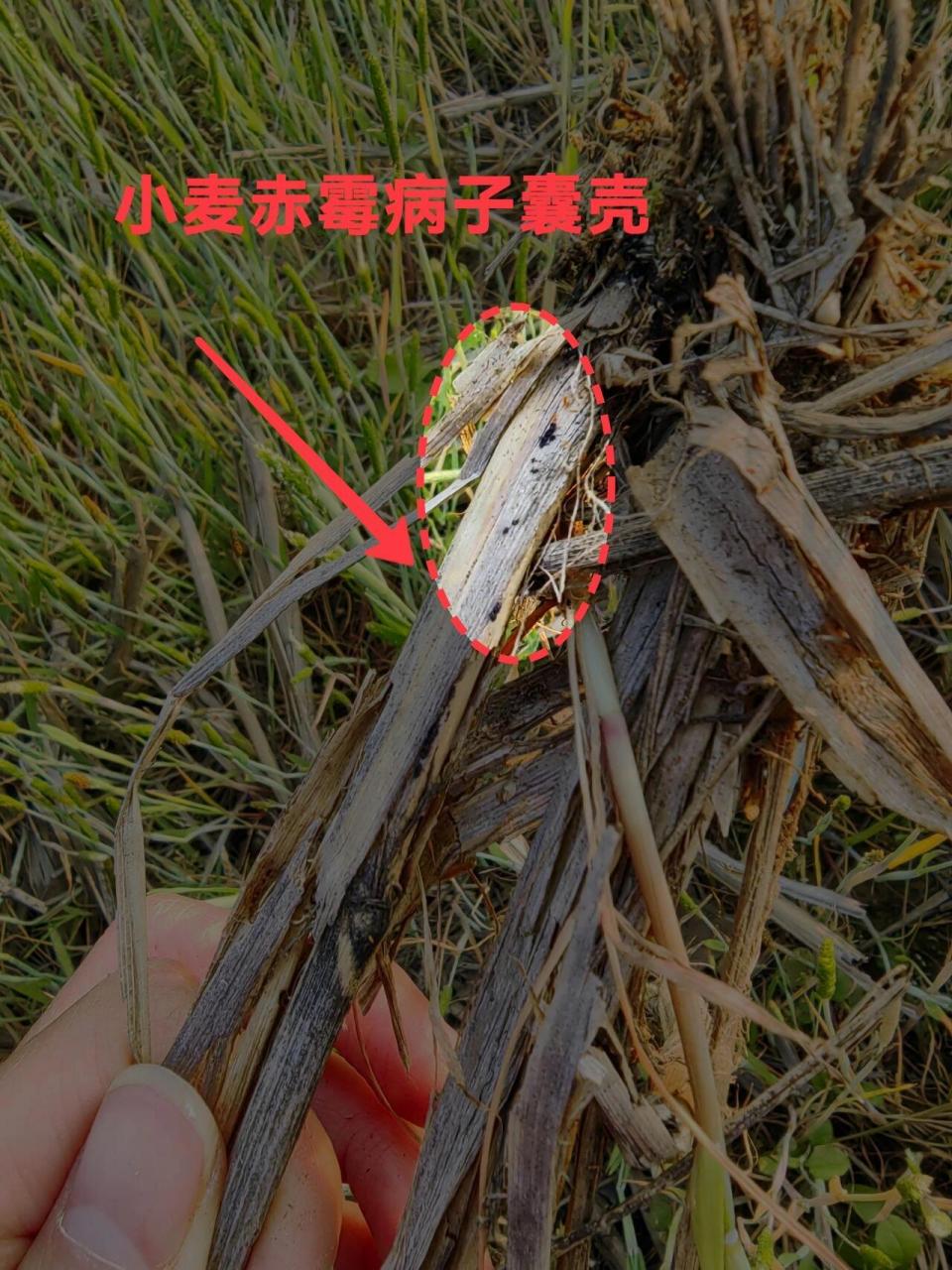 小麦上zui病害—小麦赤霉病 小麦赤霉病 小麦赤霉病属于一种可防不可