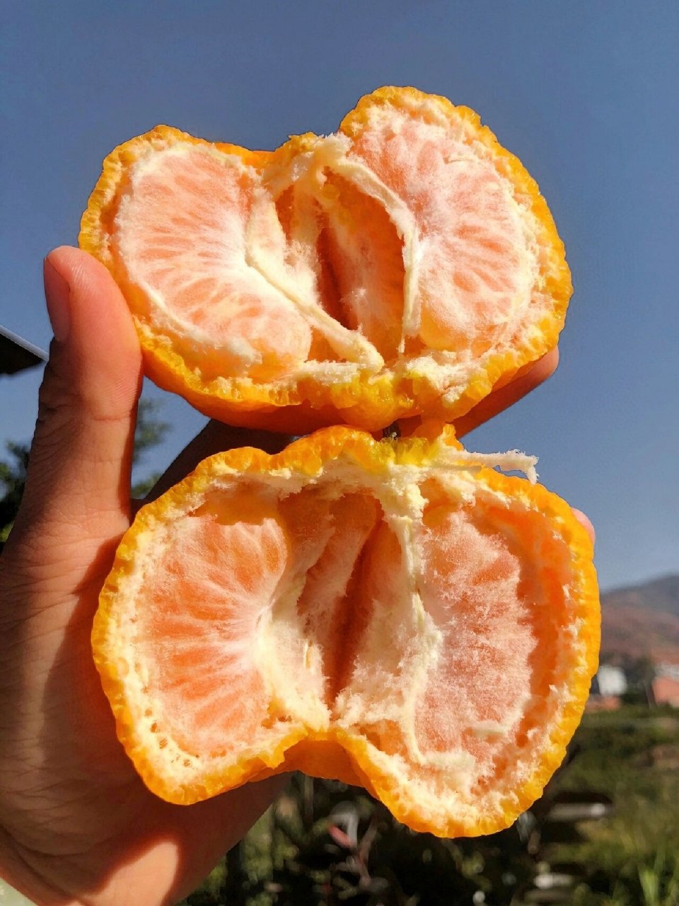 92春节"柑"好"椪椪"胡 越过刺骨寒风也要找你 大理椪柑92带着宾川