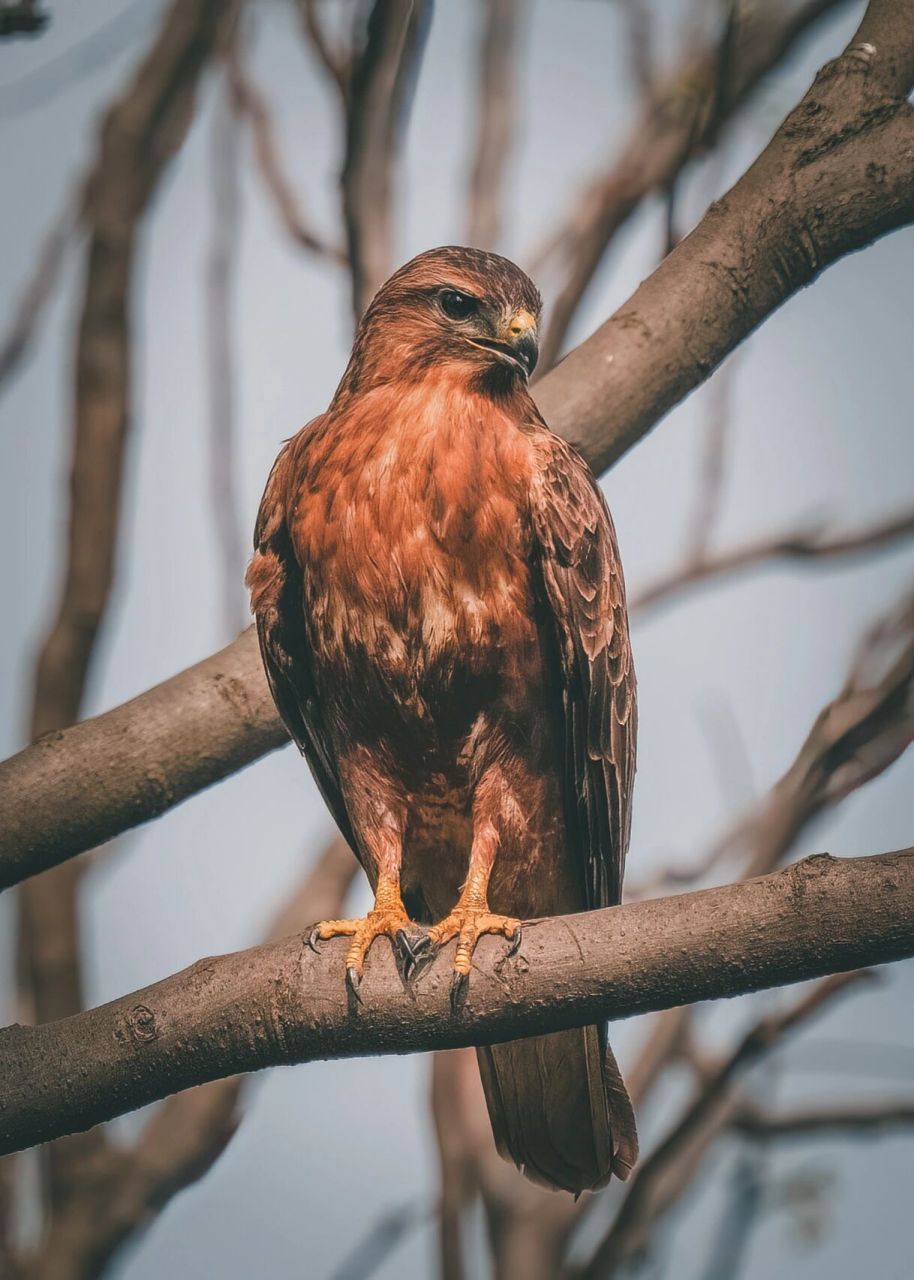 鸟类图鉴|普通鵟之君临天下 在成都植物园和这只普通鵟不期而遇,这不