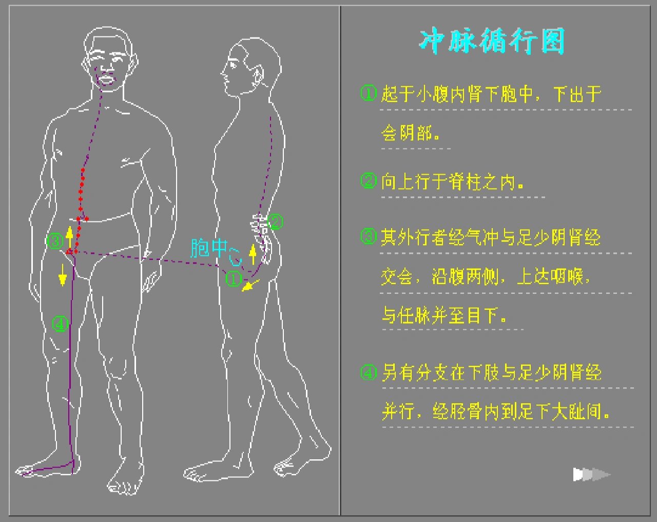 冲脉在人体哪里图片