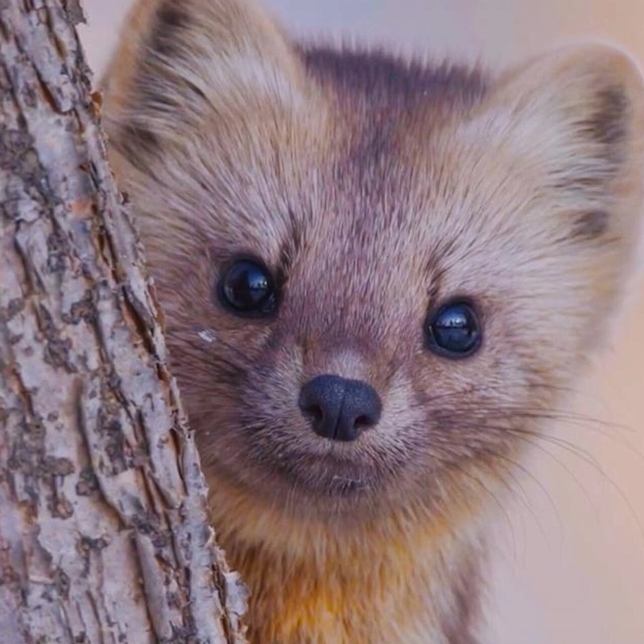 东北小萌宝——紫貂