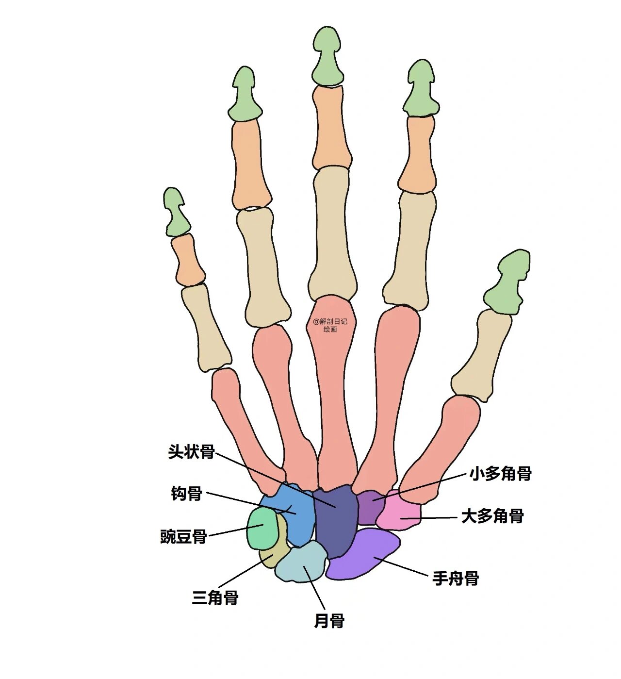 手指腕关节图片