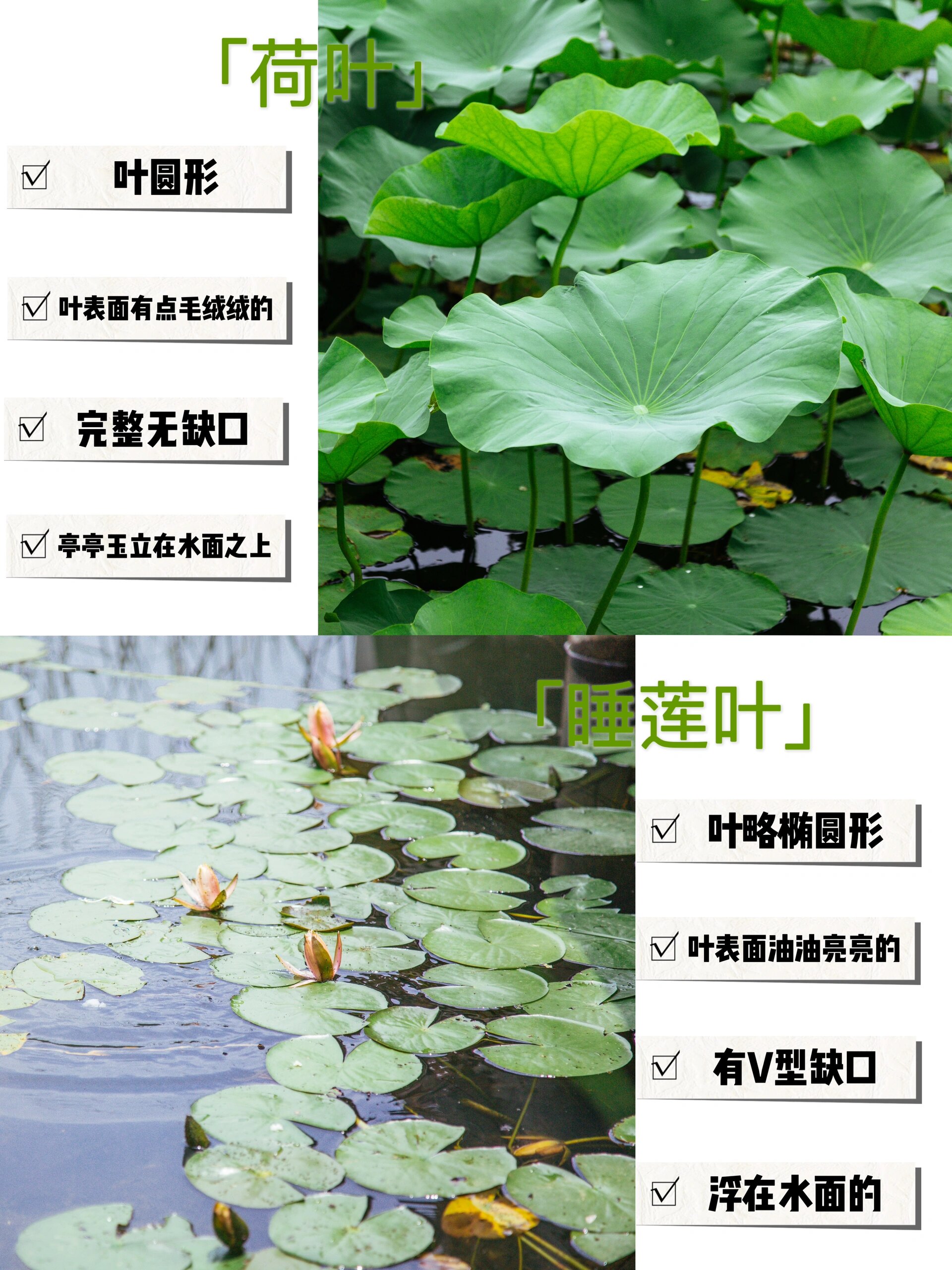 如何区分荷花与睡莲|夏日赏花必备技能73 又到了"接天莲叶无穷碧,映