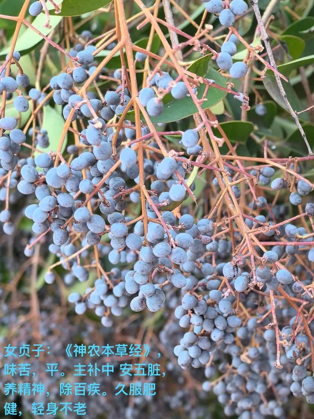 每天一味中草药—女贞子 女贞子又名女贞实,冬青子 是生活中的常用
