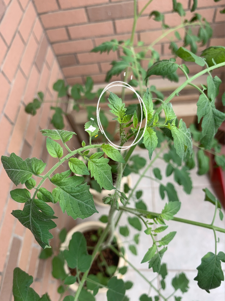 小番茄该掐尖/打顶了吗?