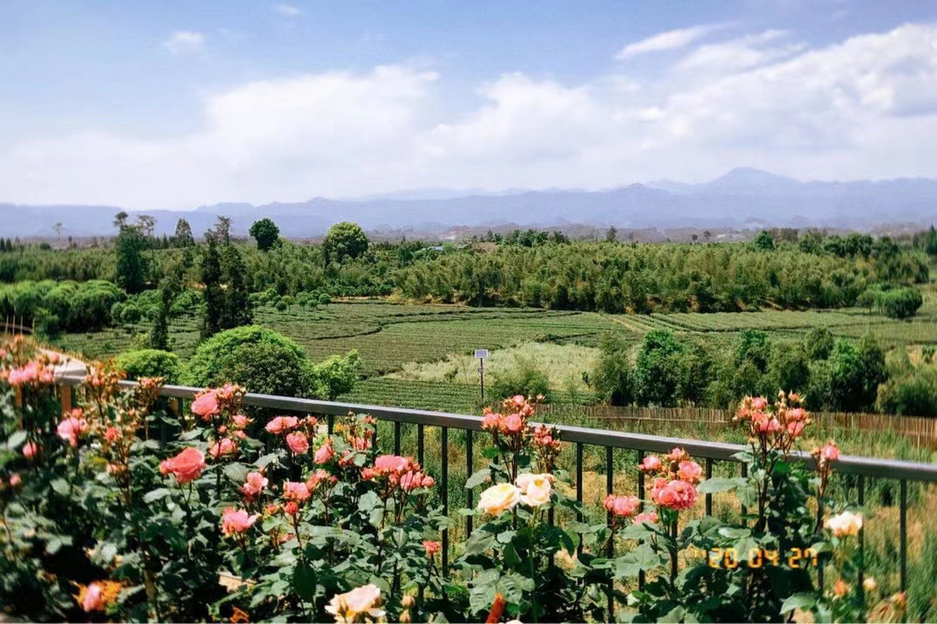 成都周末游🪁明月村一日游攻略 📍位置:蒲江甘溪镇明月村 🚘自