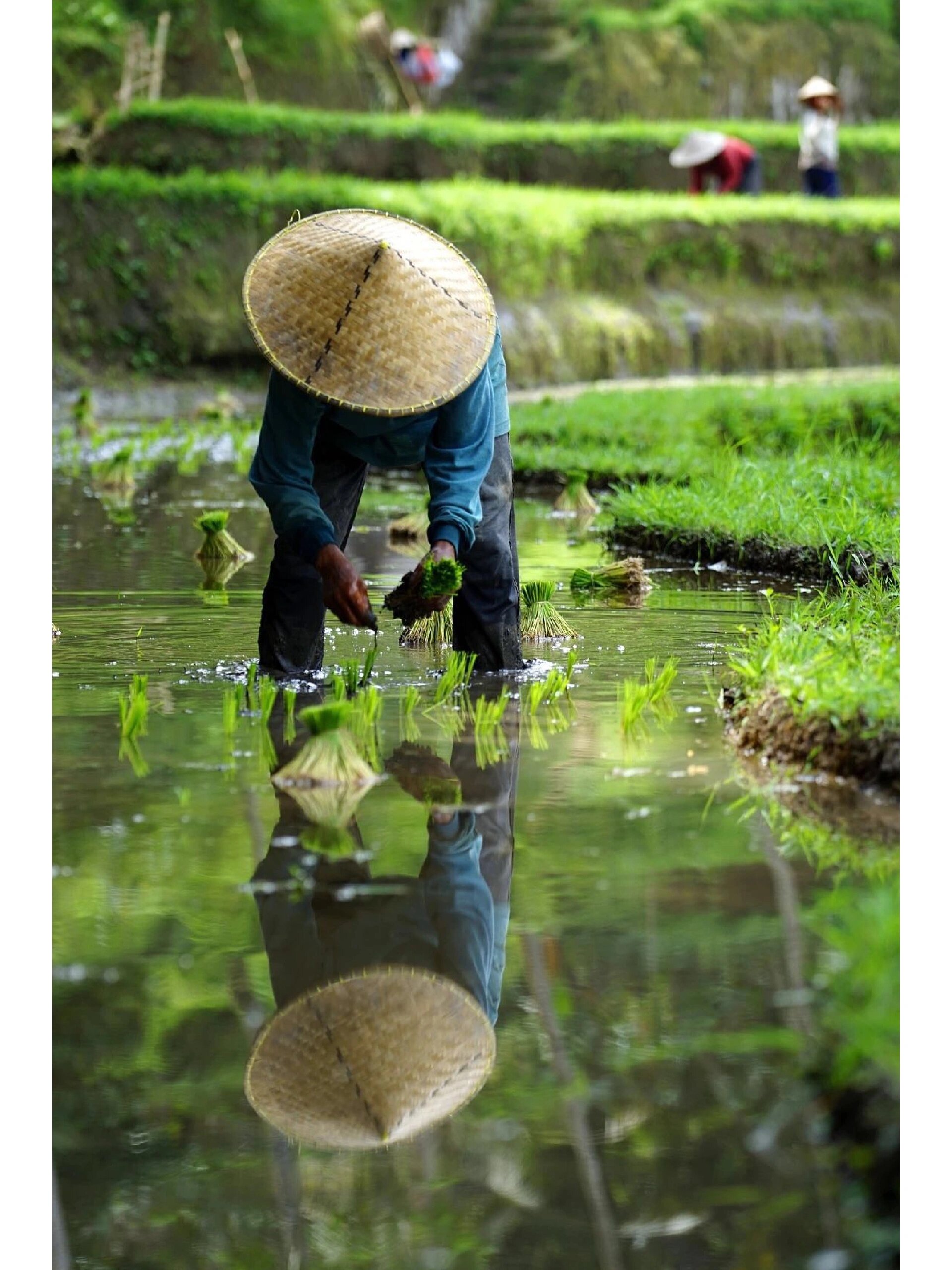 水稻抛秧,就是把培育好之后的秧苗拨起来抛向空中再落到水田里,从而