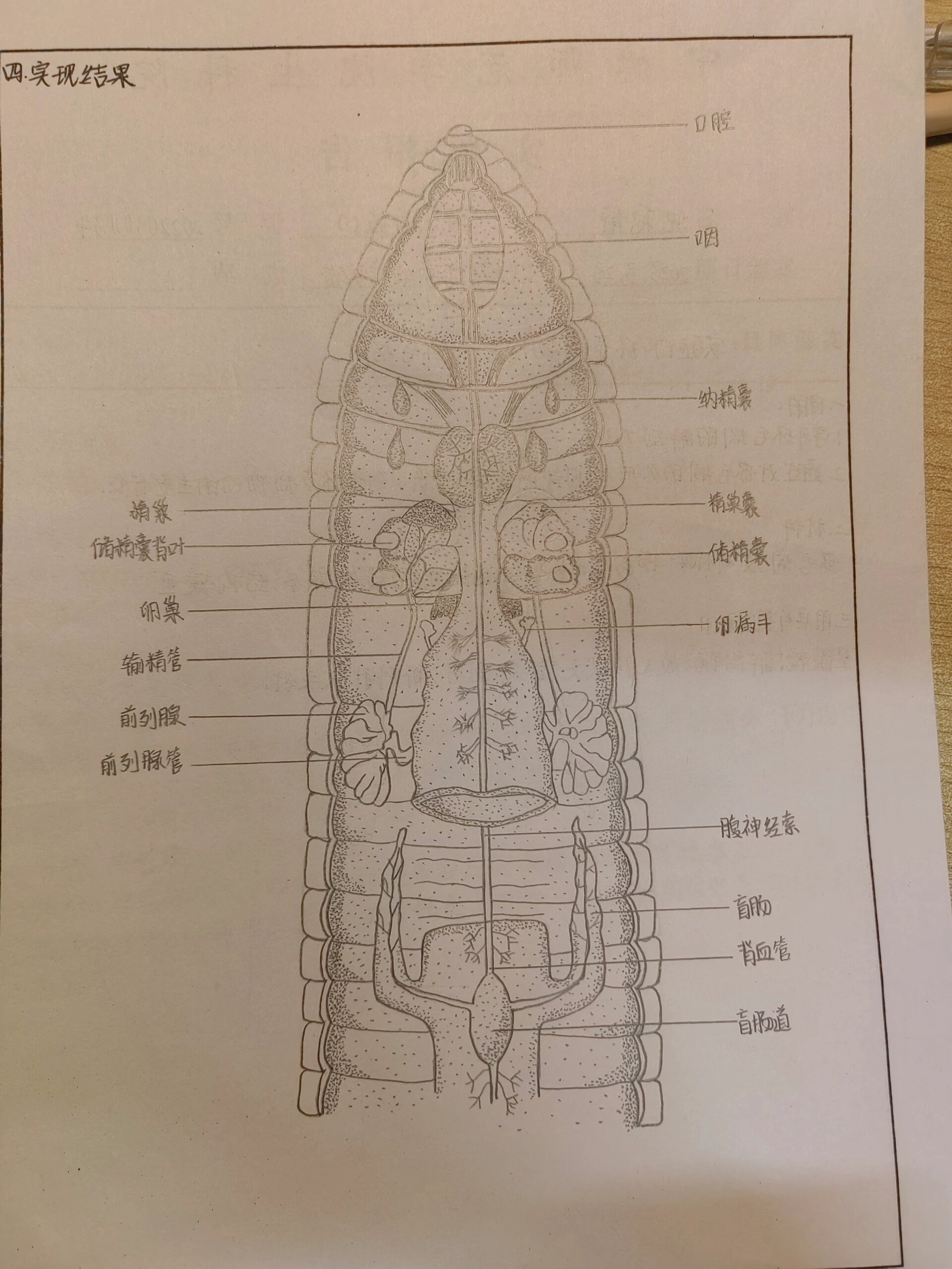 环毛蚓的解剖图图片