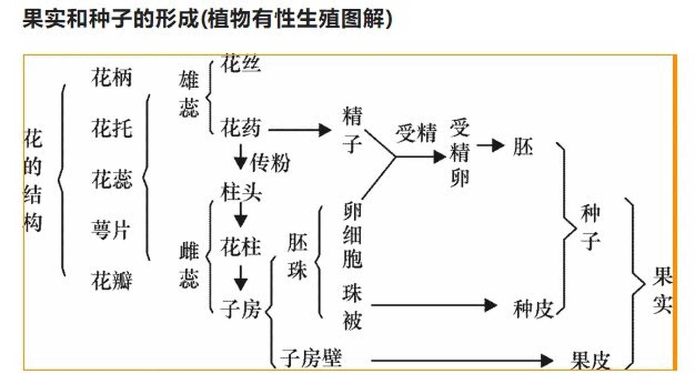 初中25个必记图-6果实和种子的形成 一天一个必记图,25天搞定初中结构