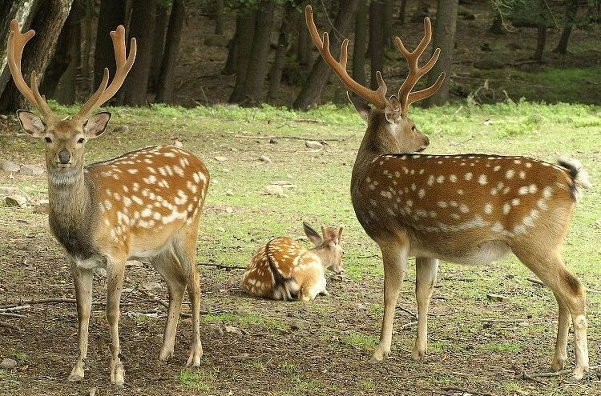 国家级一级重点保护野生动物——梅花鹿 梅花鹿(学名:cervus nippon)