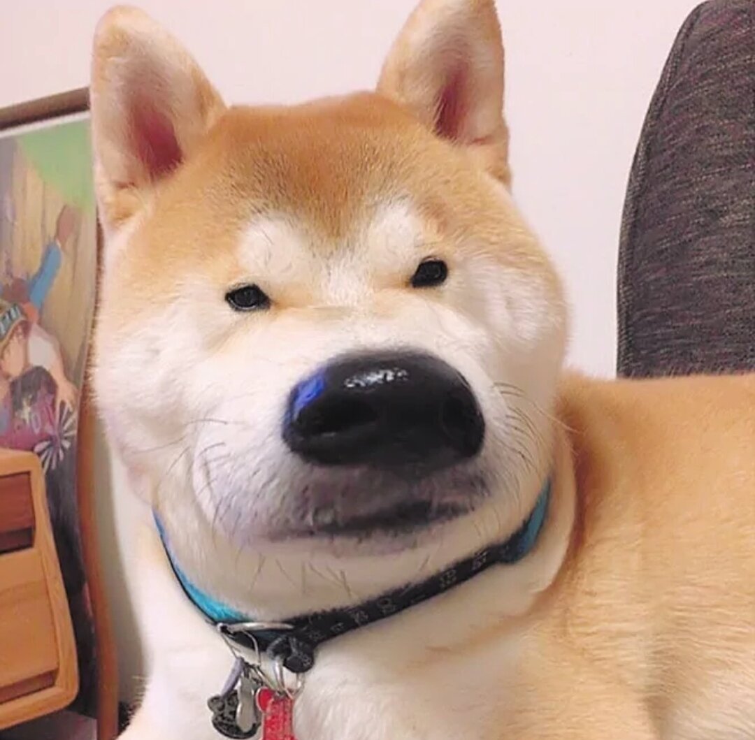 搞笑秋田犬头像第三弹 - 一直以为自己冰雪聪明,天资不凡 ,直到去了