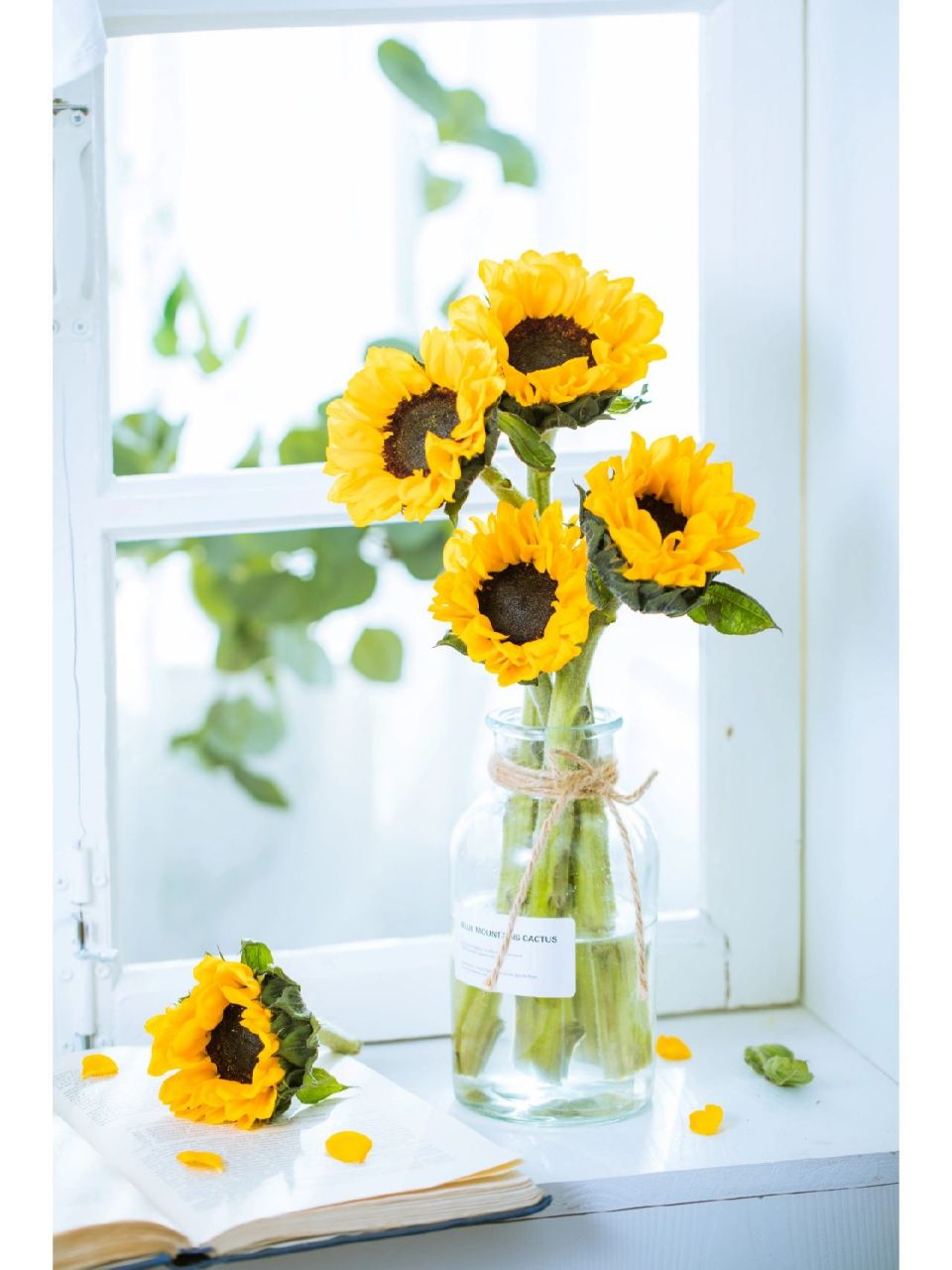 唯美小清新壁纸|979797 1,我和向日葵有个约定,每天向阳而生.