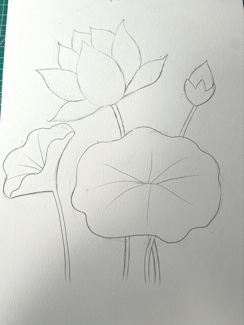 彩铅入门渐变色《荷花》简单 主要刻画荷花,荷叶直接铺色